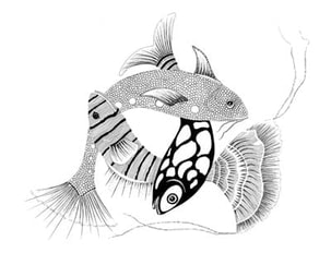 pen-and-ink illustration of three fish © Rae St. Clair Bridgman