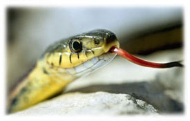 Picture of a red-sided garter snake in Manitoba