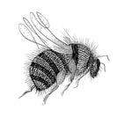 pen-and-ink illustration of a bumblebee © Rae St. Clair Bridgman