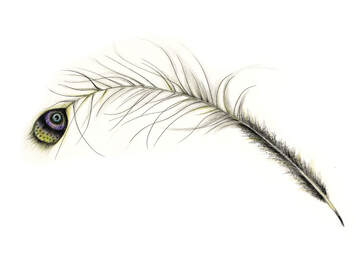 pen-and-ink illustration of a quill pen from a peacock feather © Rae St. Clair Bridgman